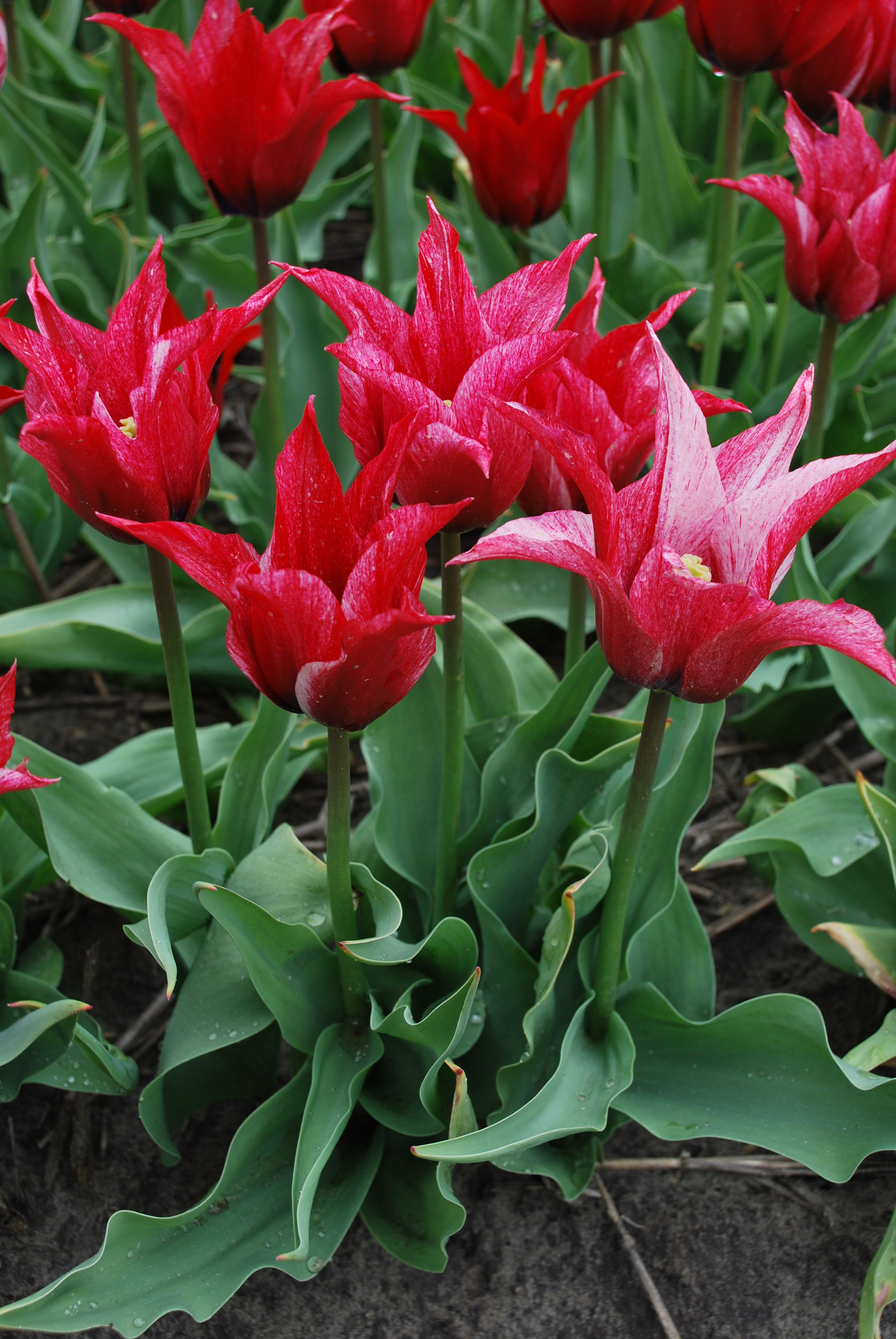 Tulp Lilychic